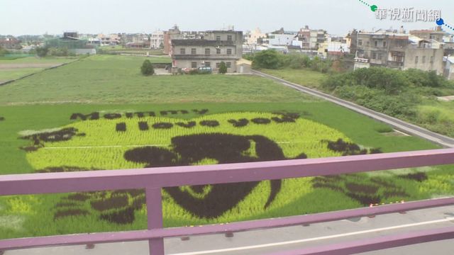 藉泉水.井水灌溉 苑裡彩繪稻田吸睛