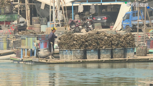 雨水少.牡蠣減收4成 蚵農嘆血本無歸