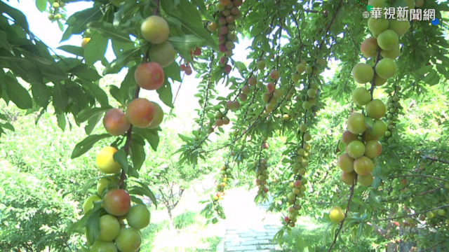 乾旱! 彰化綠竹筍產量少三成.李子縮水