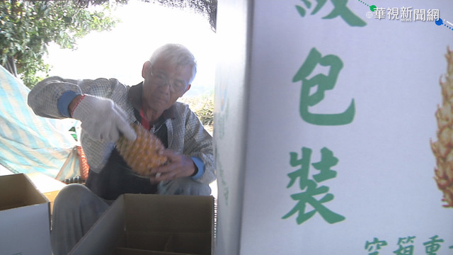 中封殺台灣鳳梨 農民:盛產期利潤差