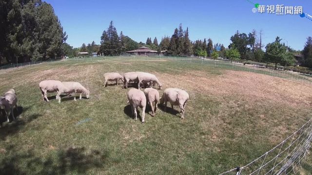 加州出動百羊呷草 吃到飽還能防野火!