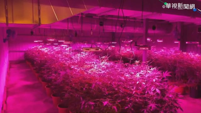 新竹破室內大麻工廠 市價近5億元