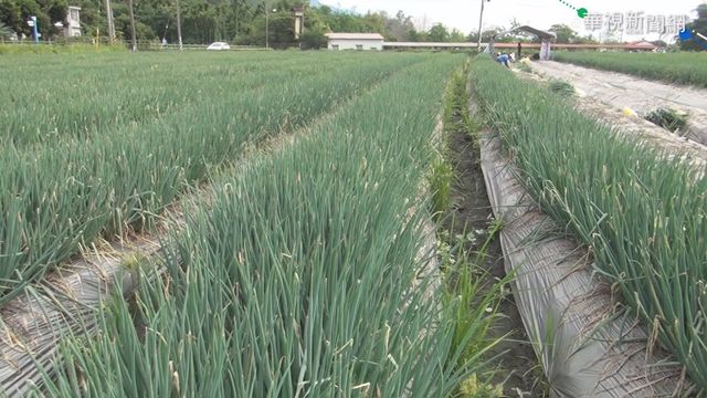 三星蔥首度移地保種 花蓮收成16公噸