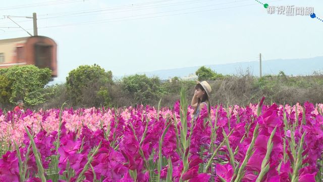 劍蘭花海火車秘境 金針花開慶母親節