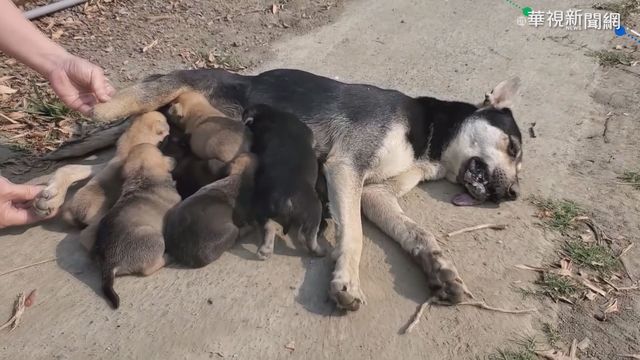 偉大的母愛! 浪浪忍斷腿哺育7幼犬