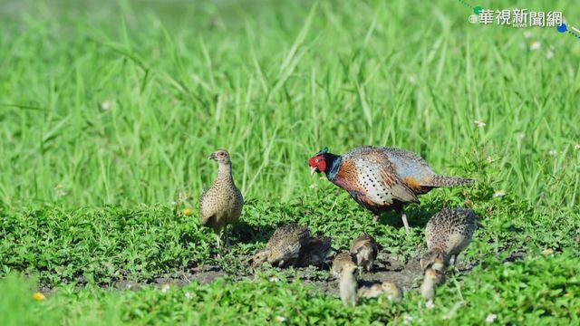 環頸雉全家同框覓食 鳥友直擊好興奮