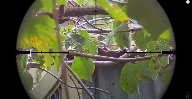 網紅J爸與友人獵捕綠鬣蜥 (翻攝自YT/ J爸)