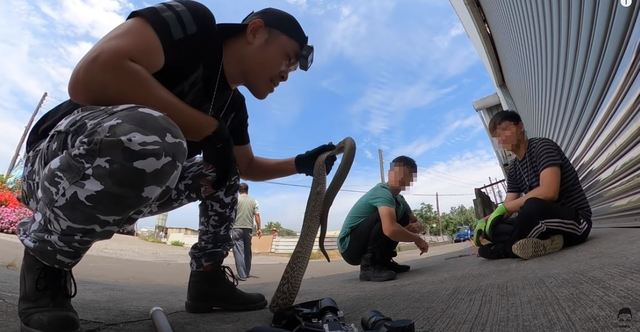 網紅捉臭青母做料理急道歉 農業局：最高罰30萬