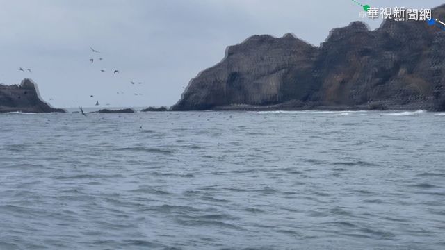 玄燕鷗成群過境 貓嶼玄武岩築巢