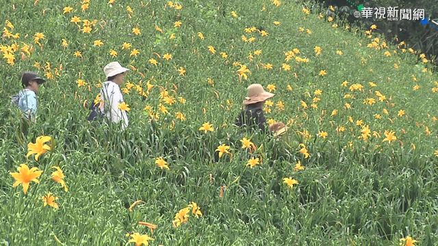 知本新祕境天山農場 金針花海吸睛