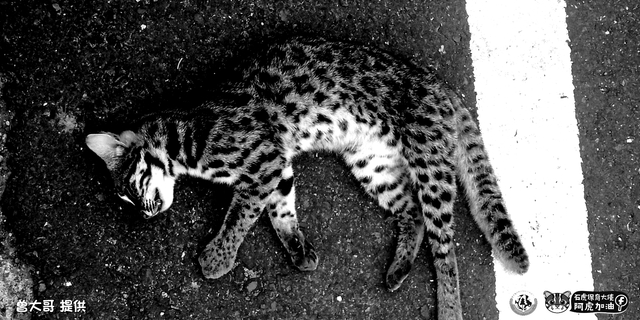 南投中寮再傳石虎路殺 特生中心：今年已有10起