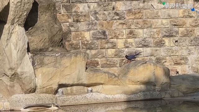 藍鵲家族駐足泡湯 溫泉飯店暴紅