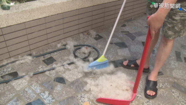 木棉花絮引過敏 浪漫｢飄雪｣變夢魘