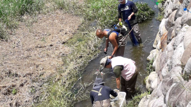 乾旱危及棲息地 搶救保育類台灣白魚