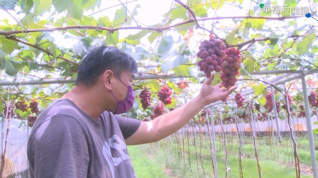 葡萄被退單! 彰化果農成疫情受災戶