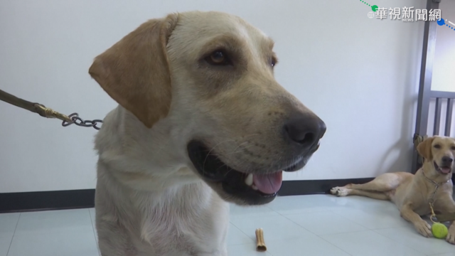 出門幫狗狗戴罩無法散熱 獸醫：動物不會傳染新冠病毒給人