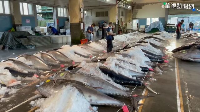 黑鮪魚產季疫情衝擊 漁民降價苦撐