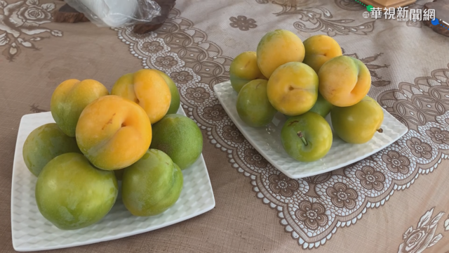 【台語新聞】信義梅子夢工廠休園 歡迎網路訂購