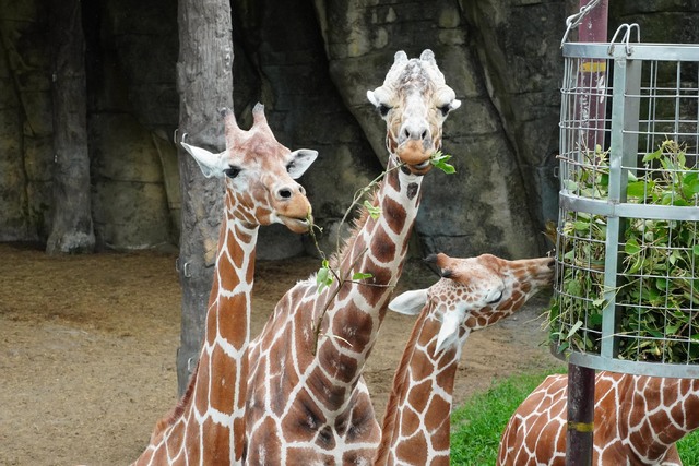 用舌頭舔鼻頭算什麼？ 長頸鹿吃播秀2絕技
