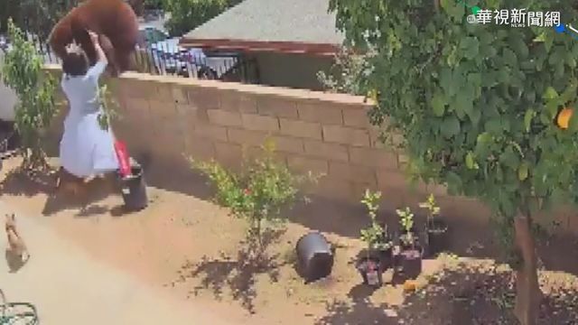 護狗心切! 少女徒手將大熊推下圍牆