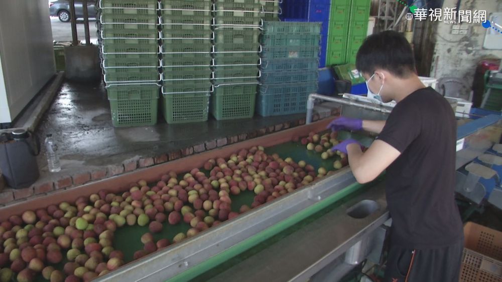 新竹以北宅配停 荔枝農損失慘重