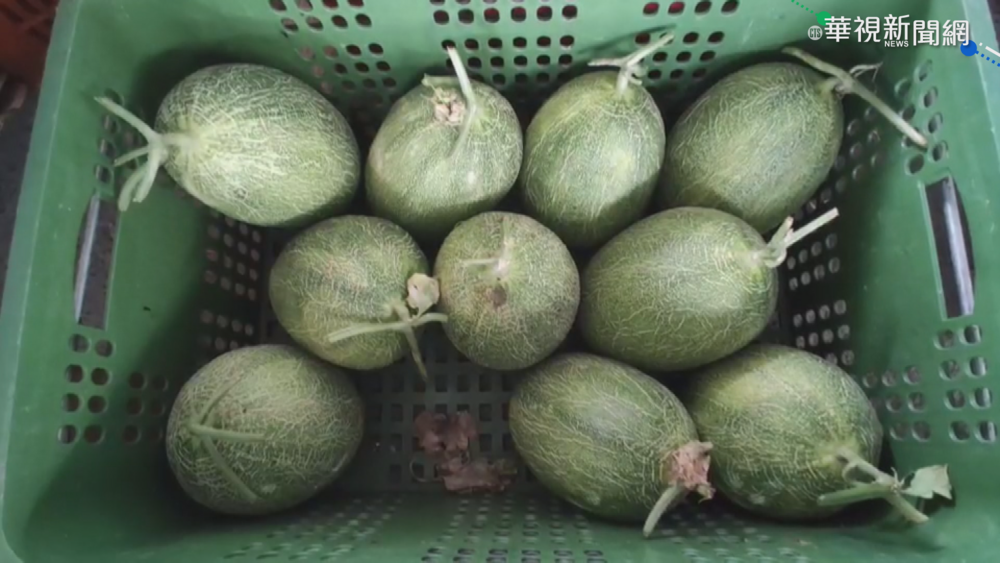 低溫宅配停送 宜蘭瓜農籲"在地消費"
