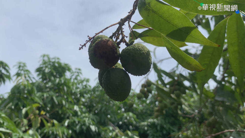 乾旱衝擊荔枝收成 南投果農欲哭無淚