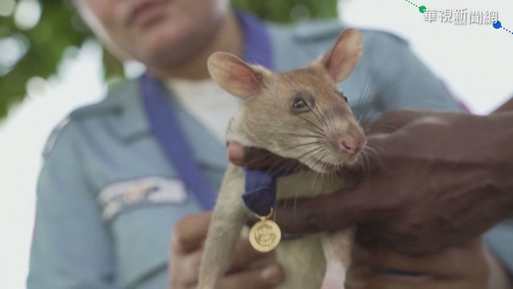 "掃雷鼠"光榮退休! 獲頒"黃金獎章"
