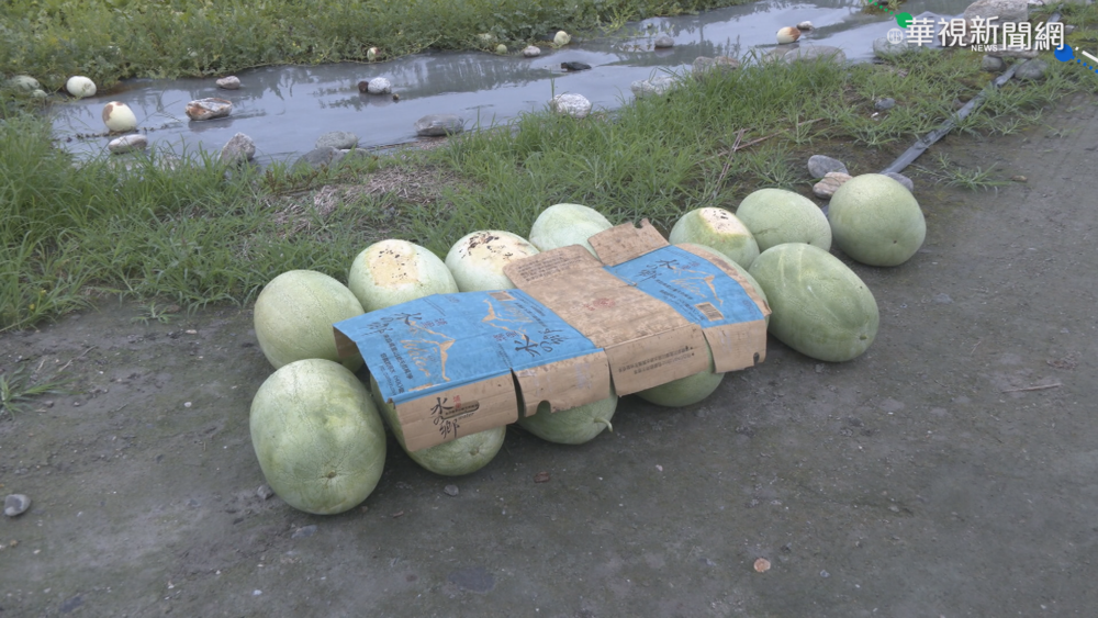 500顆西瓜一夜被偷光 瓜農欲哭無淚