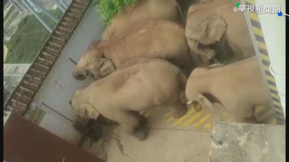 野象跨越半個雲南 恐與地磁擾動有關