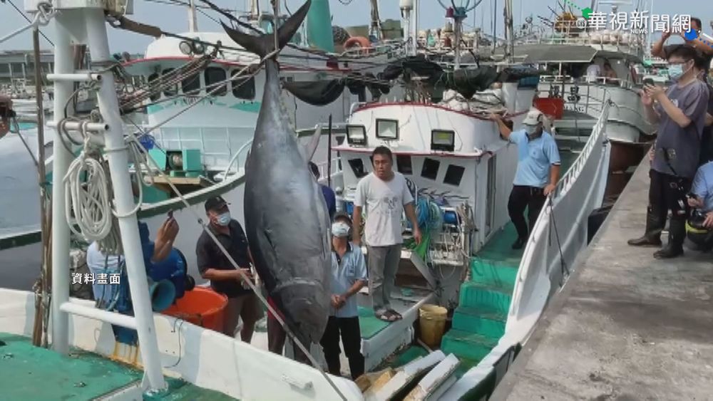 捕獲量14年新高 屏東黑鮪季上看4千尾