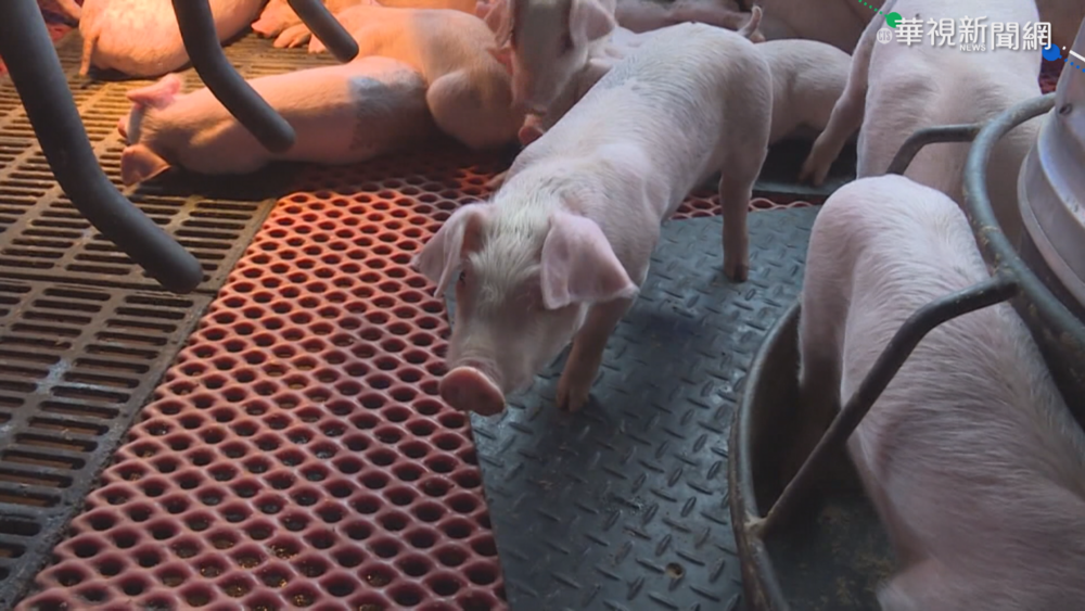 國內首例新型豬流感個案 中部5歲女童感染H1N2v病毒