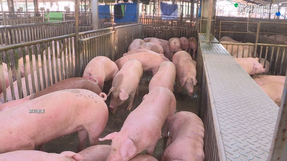 國內首例個案! 中部5歲女童染豬流感