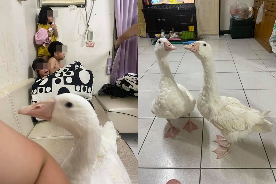 小孩管不動！媽媽開大絕「放鵝鎮壓」家長笑：求租兩天