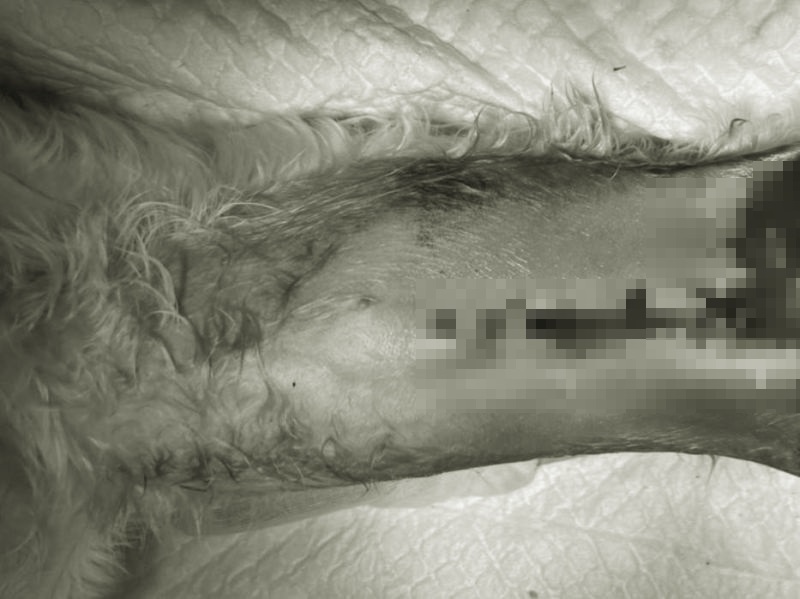 離譜獸醫「結紮切到胰臟」害狗枉死 動保處勒令停業1年