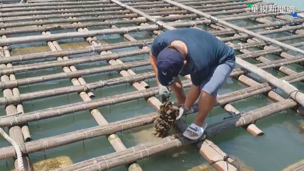 物流塞車又遇颱風 嘉南蚵農損失慘重