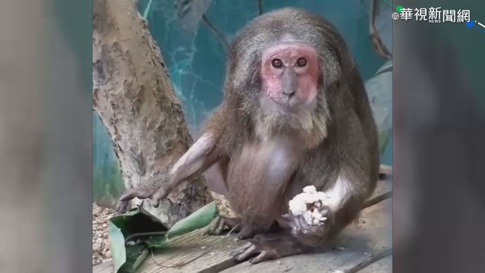 園方歡慶端午 動物啖水果粽清涼一"夏"