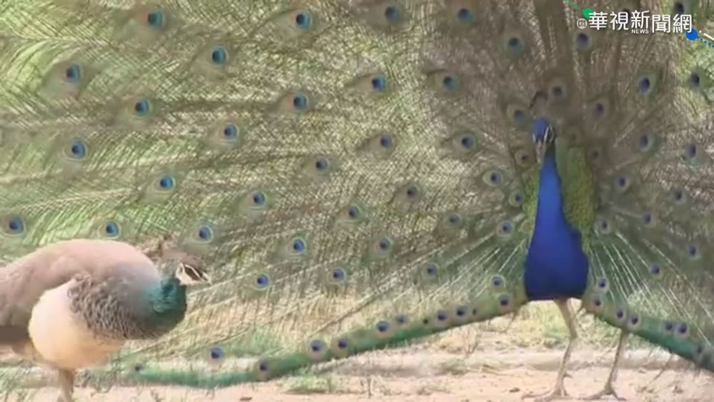 加州孔雀氾濫 開屏高聲擾居民