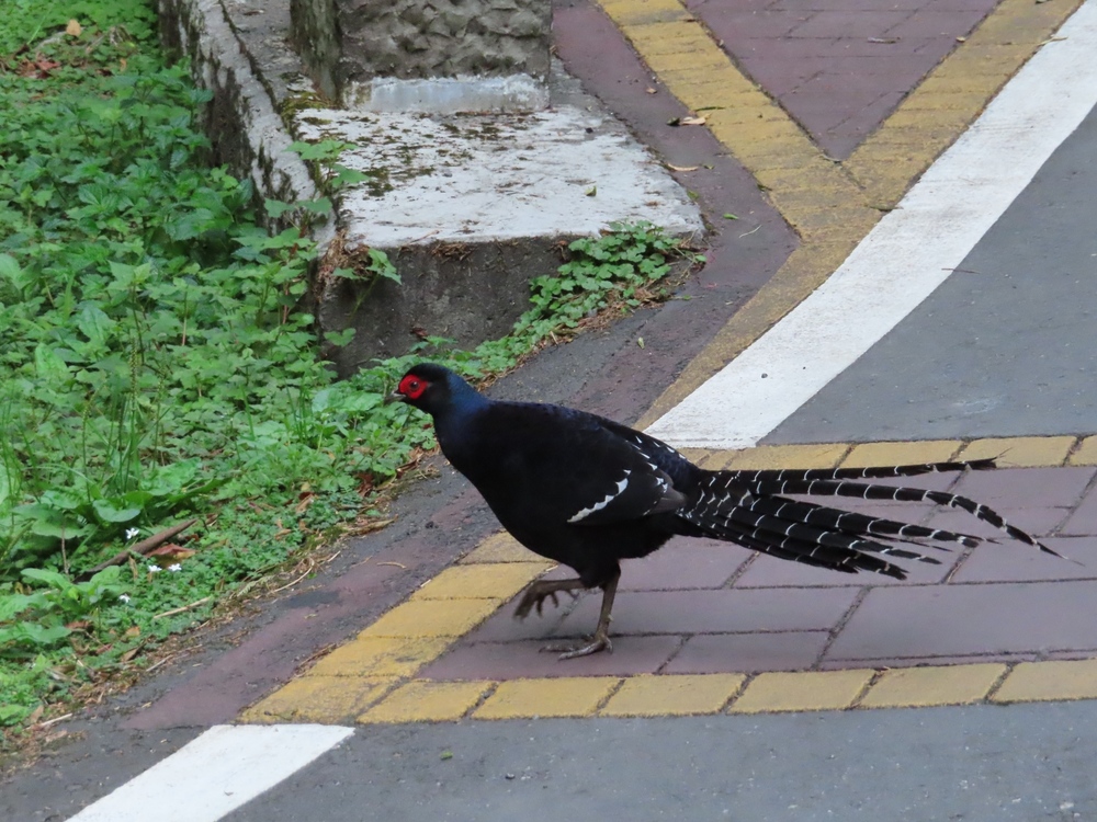帝雉在無人的園區內漫步  (嘉義林管處提供)