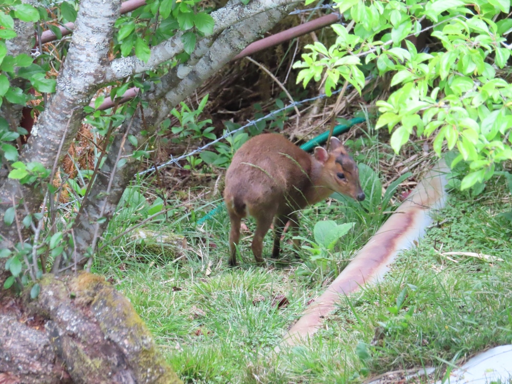 小笠原觀景台附近出現可愛的山羌  (嘉義林管處提供)