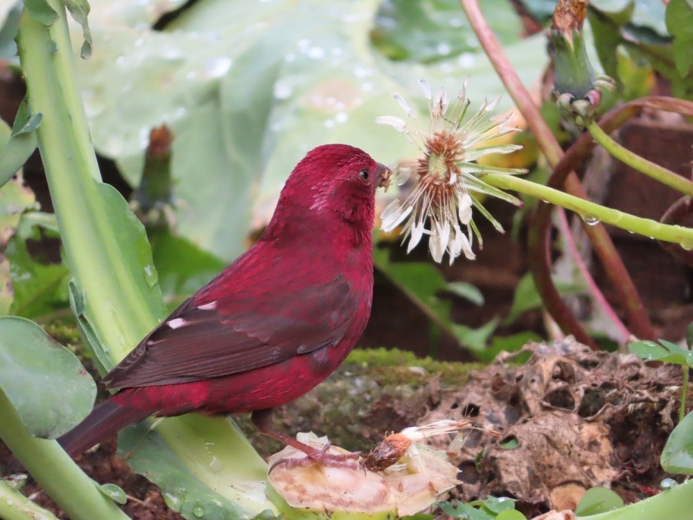 酒紅朱雀自在覓食中  (嘉義林管處提供)