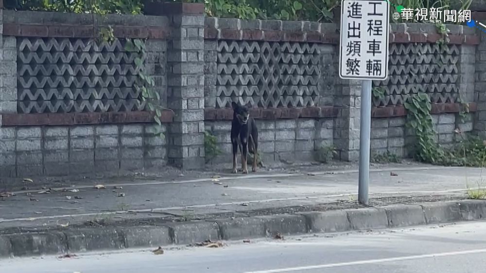 養鴨被攻擊 男拿弓箭復仇射擊流浪狗!