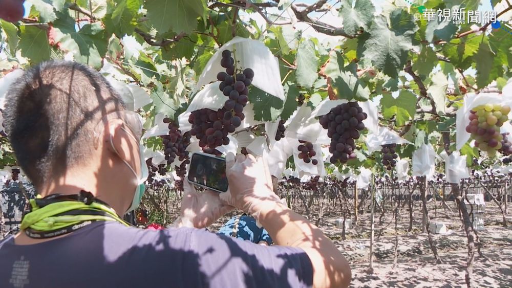疫情阻盤商看貨 葡萄農改採視訊直播