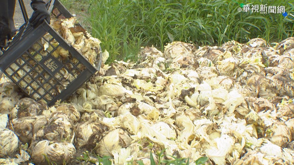 學校團膳停 萬顆高麗菜滯銷全成肥料