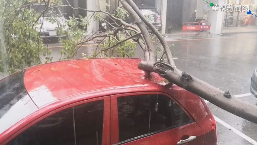 強風大雨 台灣大道路樹倒塌阻交通