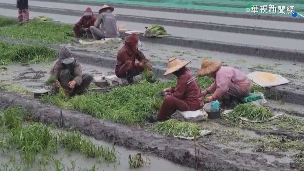 大雨影響! 地瓜葉.空心菜漲10-15元