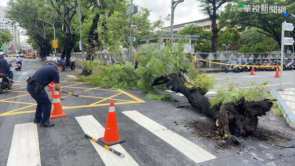 高雄路樹突倒塌 幸未造成人車傷害