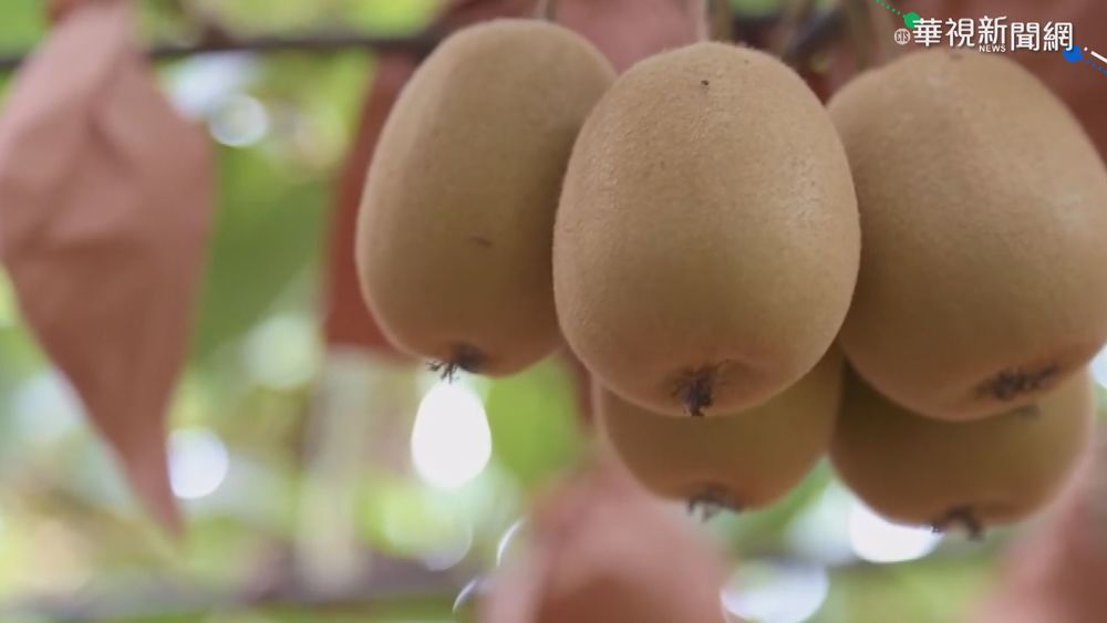 水果也山寨! 中國假貨威脅紐西蘭奇異果