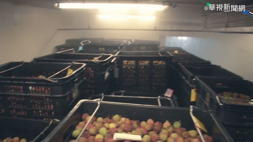 台芒果.荔枝果蠅寄生 紐西蘭暫停進口