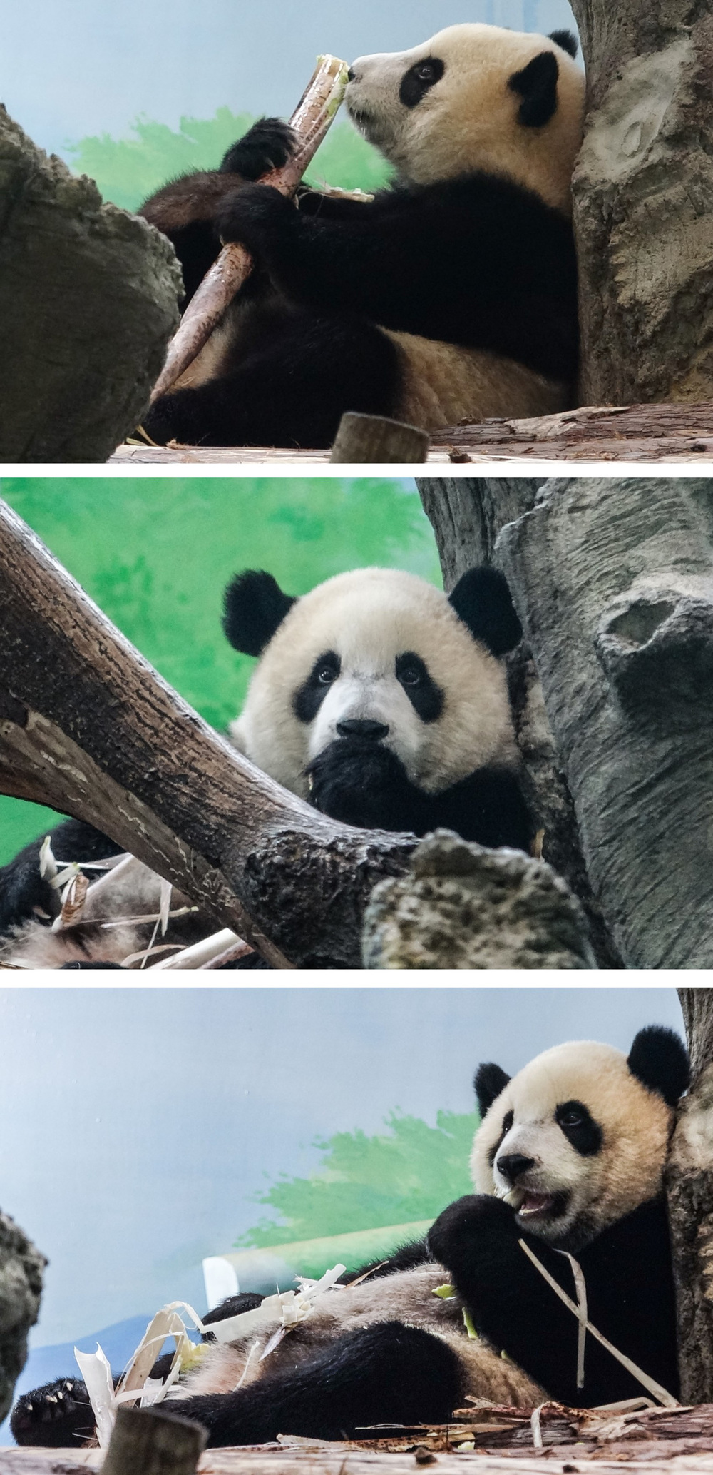 「圓寶」吃播主示範躺著吃、坐著吃、靠著吃。(園方提供)